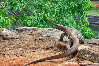 Monitor Lizard Climbing on a Rock in a Hot Humid