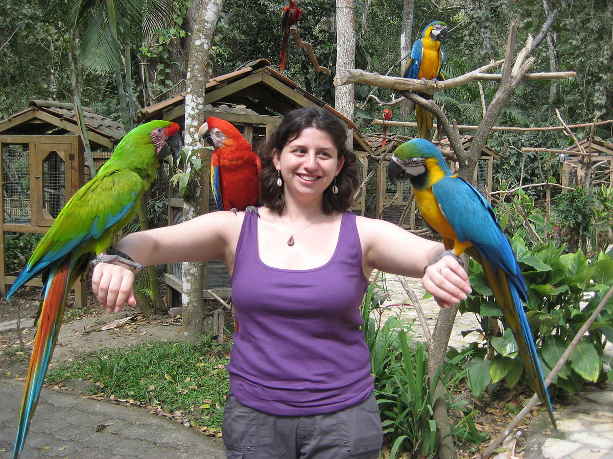 Woman Holding a Macaw on Each Writes, a Macaw on Her Shoulder, and a Macaw in a Tree in the Background Woman Holding a Macaw on Each Writes, a Macaw on Her Shoulder, and a Macaw in a Tree in the Background