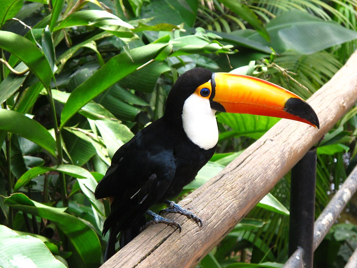bird  Tucan https://commons.wikimedia.org/wiki/File:Toucan_Parque-das-Aves.jpg bird  Tucan https://commons.wikimedia.org/wiki/File:Toucan_Parque-das-Aves.jpg