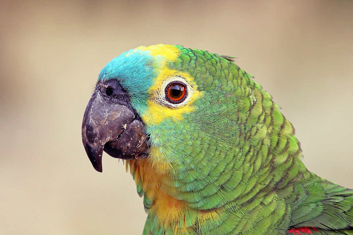Amazon Parrot Facw Amazon Parrot Facw