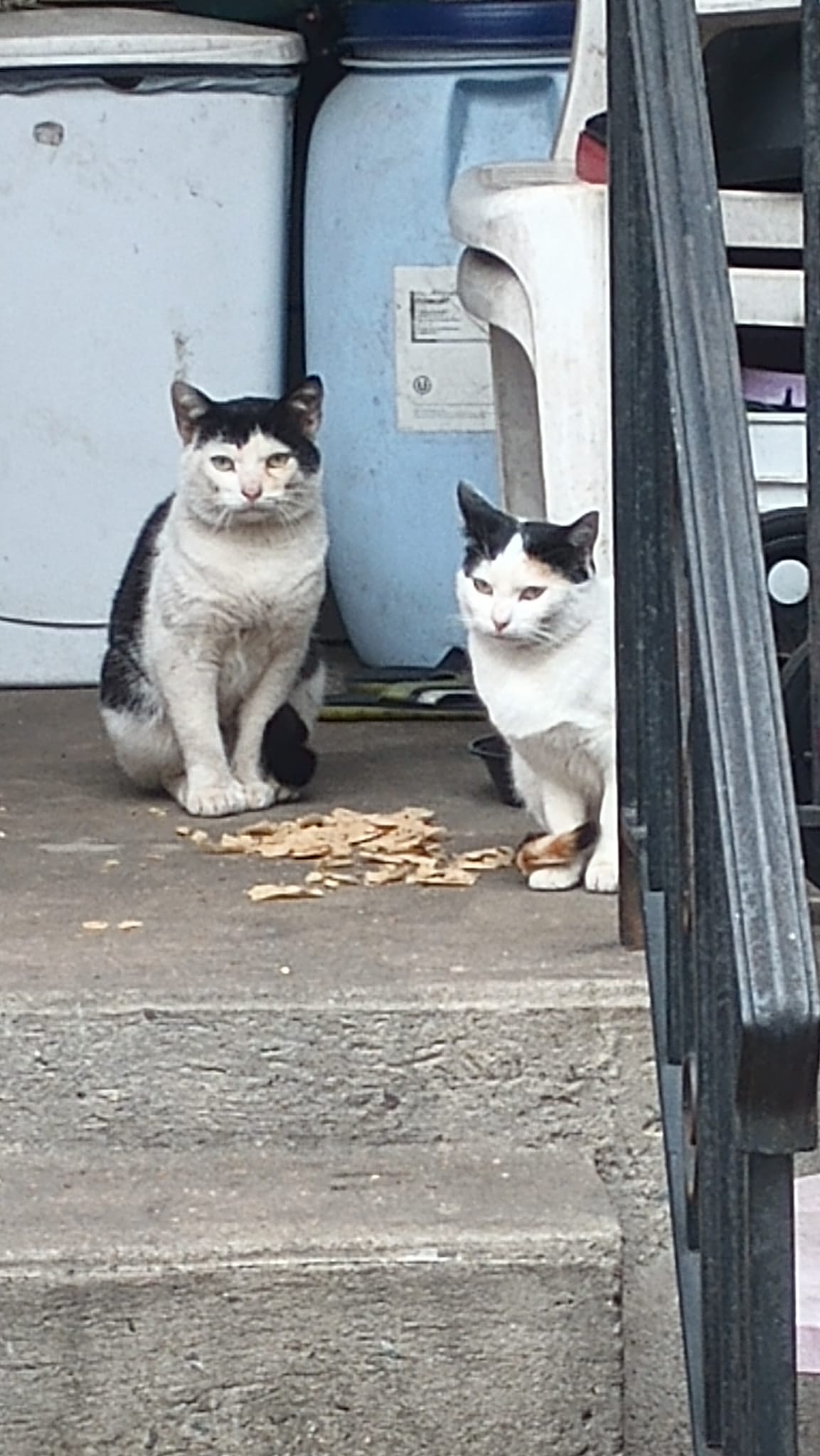 Two Dirty Black and White Cats Outdoors