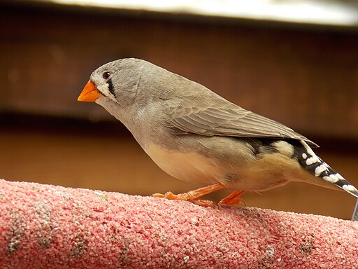 Zebra Finch on a Perch Zebra Finch on a Perch