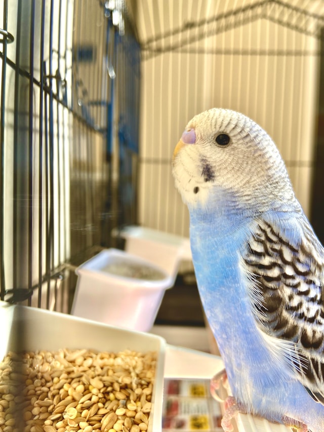 Budgie in its Cage in Front of the Food Dish Budgie in its Cage in Front of the Food Dish