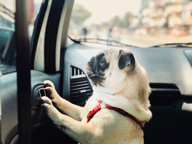 Sad Dog in a Car Sad Dog in a Car