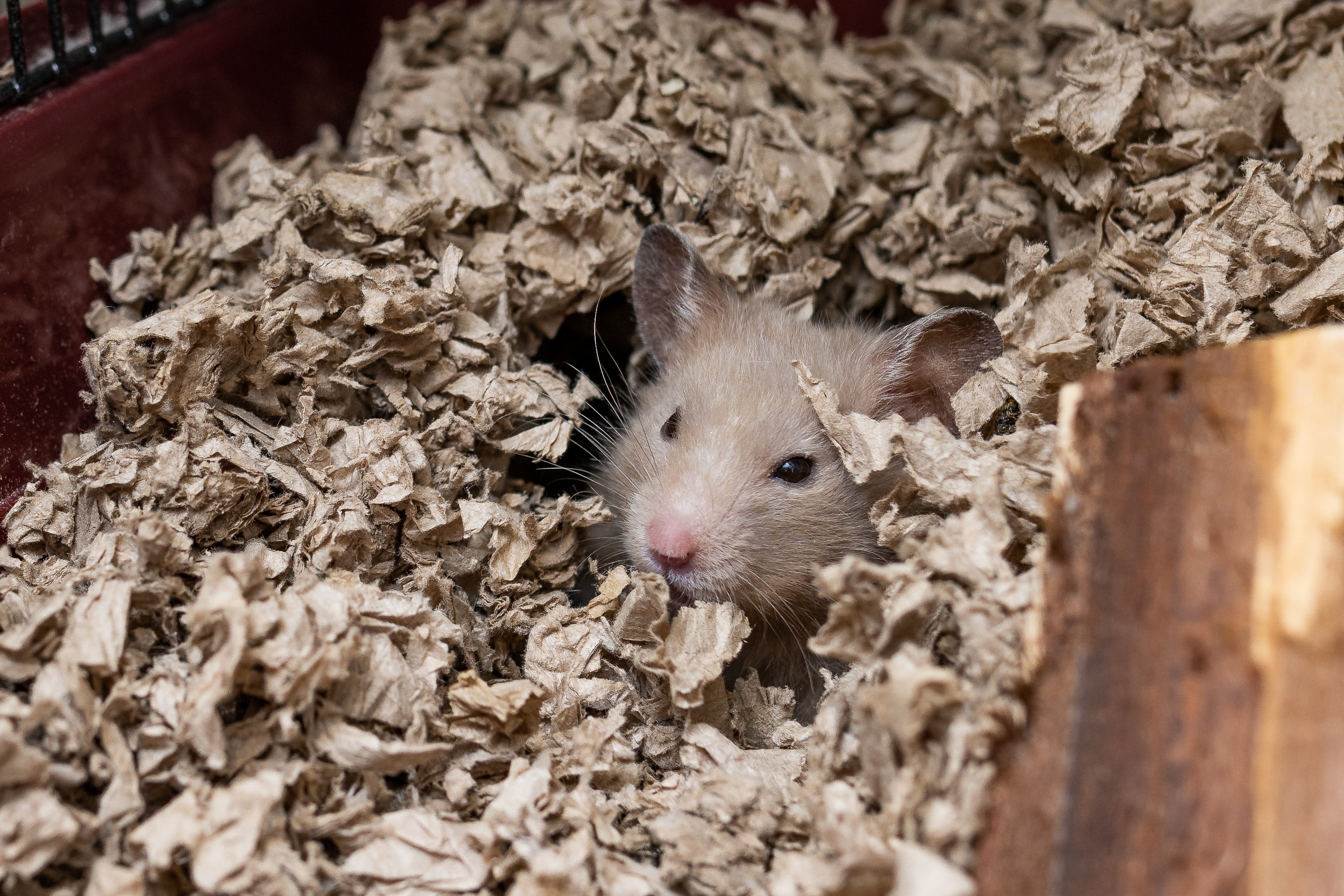 Hamster Buried in Its Bedding