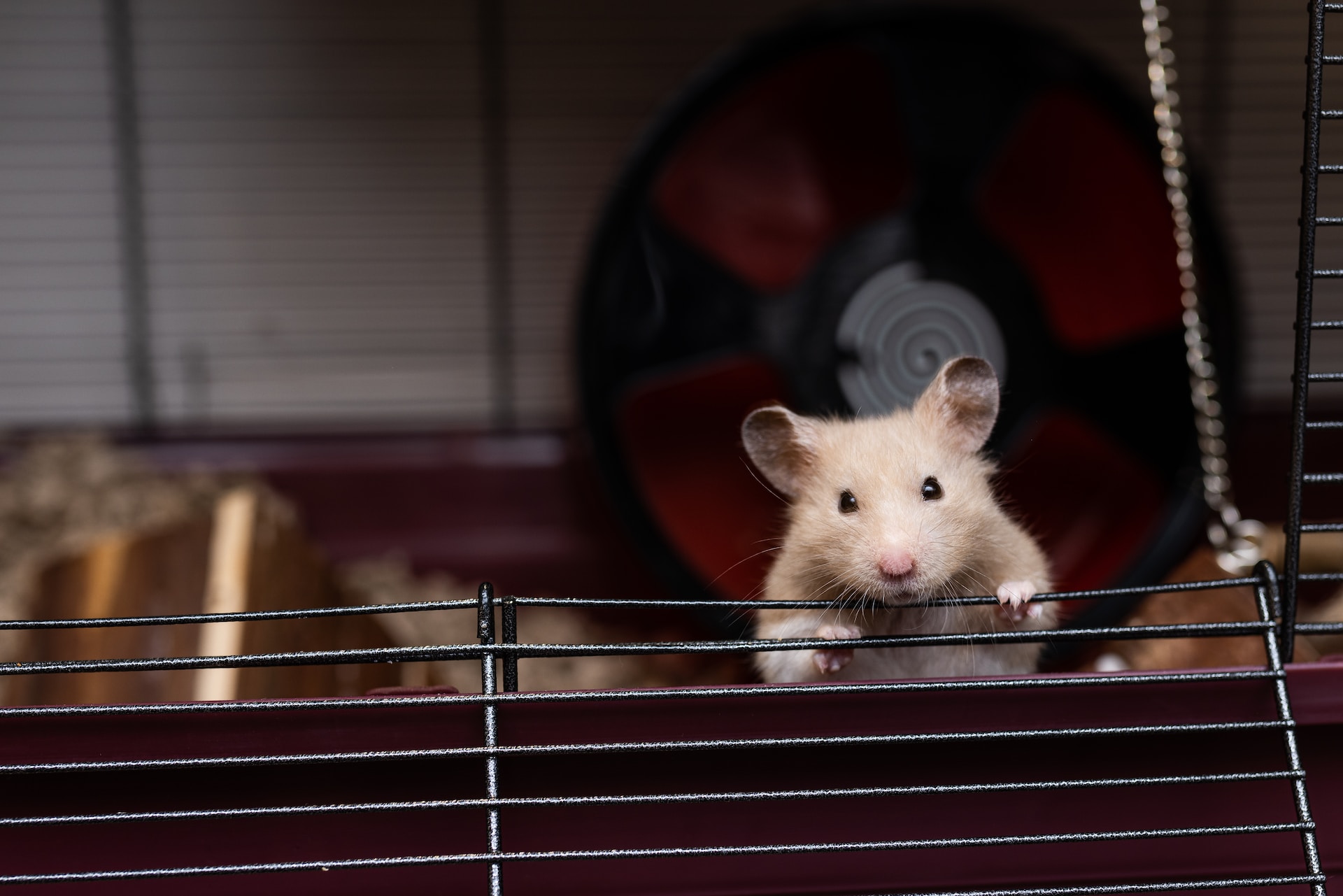 Hamster Looking Out of the Top of Its Cage