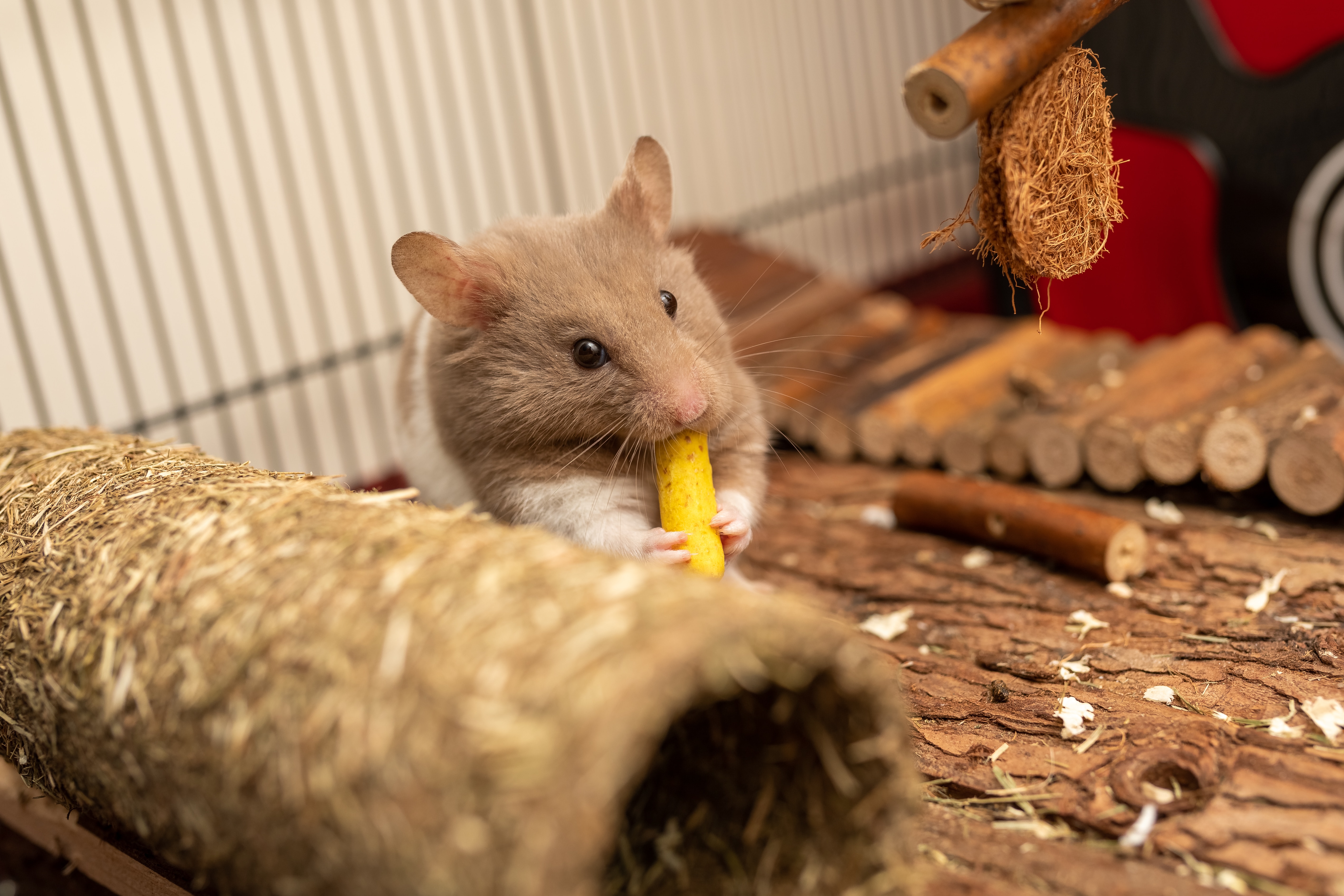 Hamster Chewing on a Treat in Its Cage