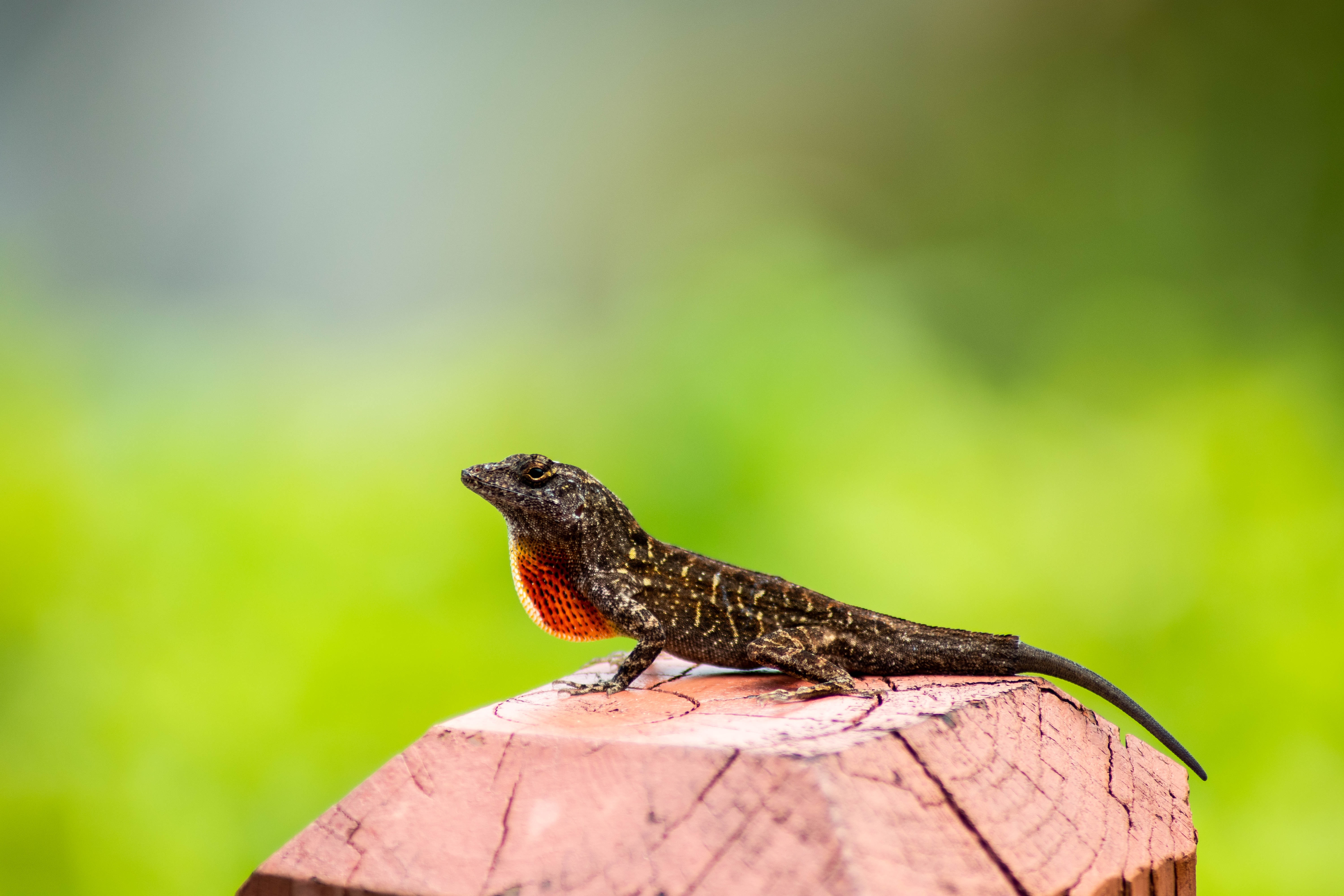 Anole Sitting on a Tree Stump With a Bright Green Background Anole Sitting on a Tree Stump With a Bright Green Background