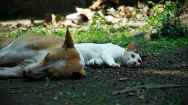 Dog and Cat Laying in the Heat Dog and Cat Laying in the Heat