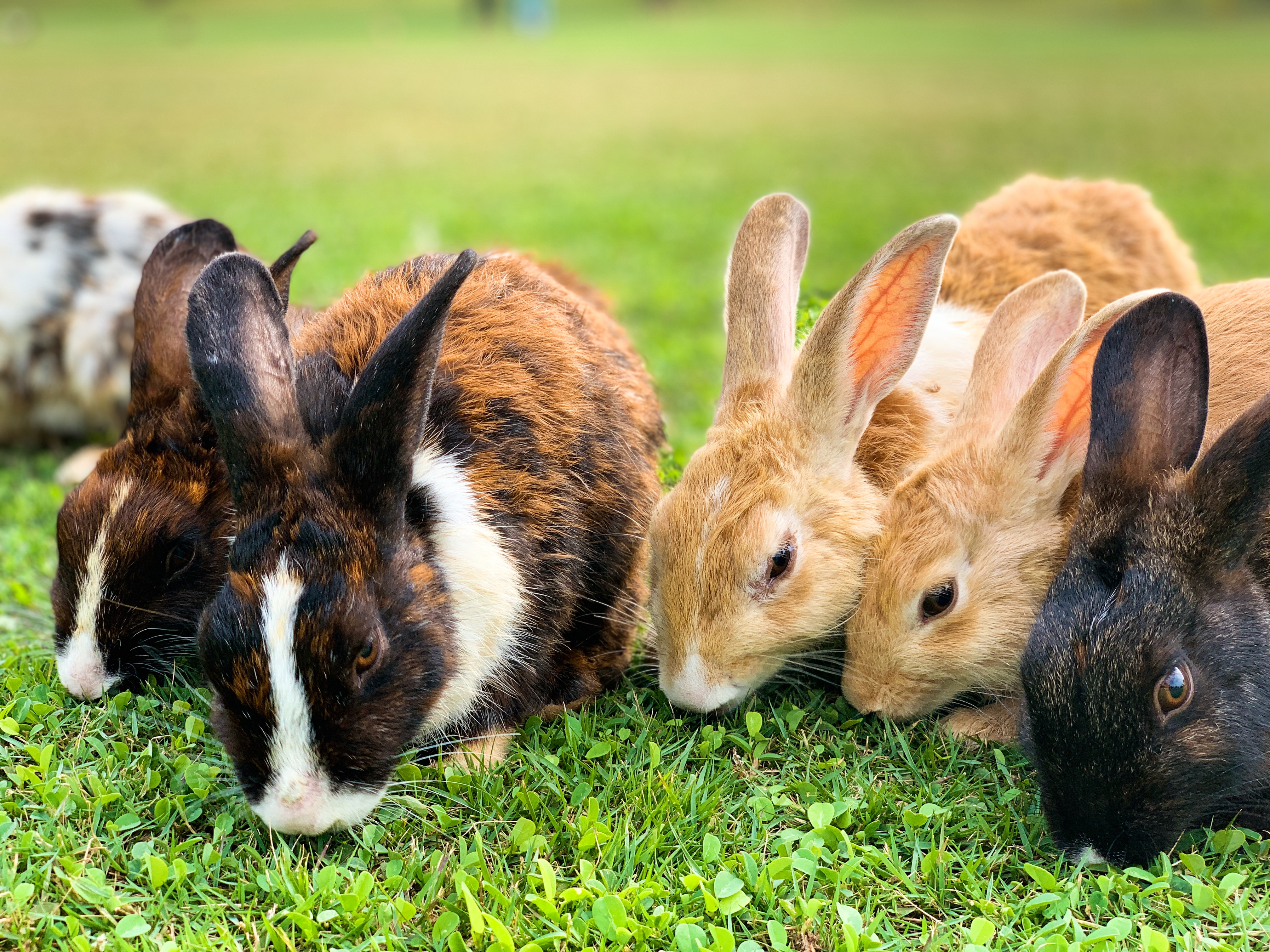 Bunny Rabbit Adoption Multiplied!! A Bunch of Pet Rescue Rabbits Outside Eating Grass Bunny Rabbit Adoption Multiplied!! A Bunch of Pet Rescue Rabbits Outside Eating Grass