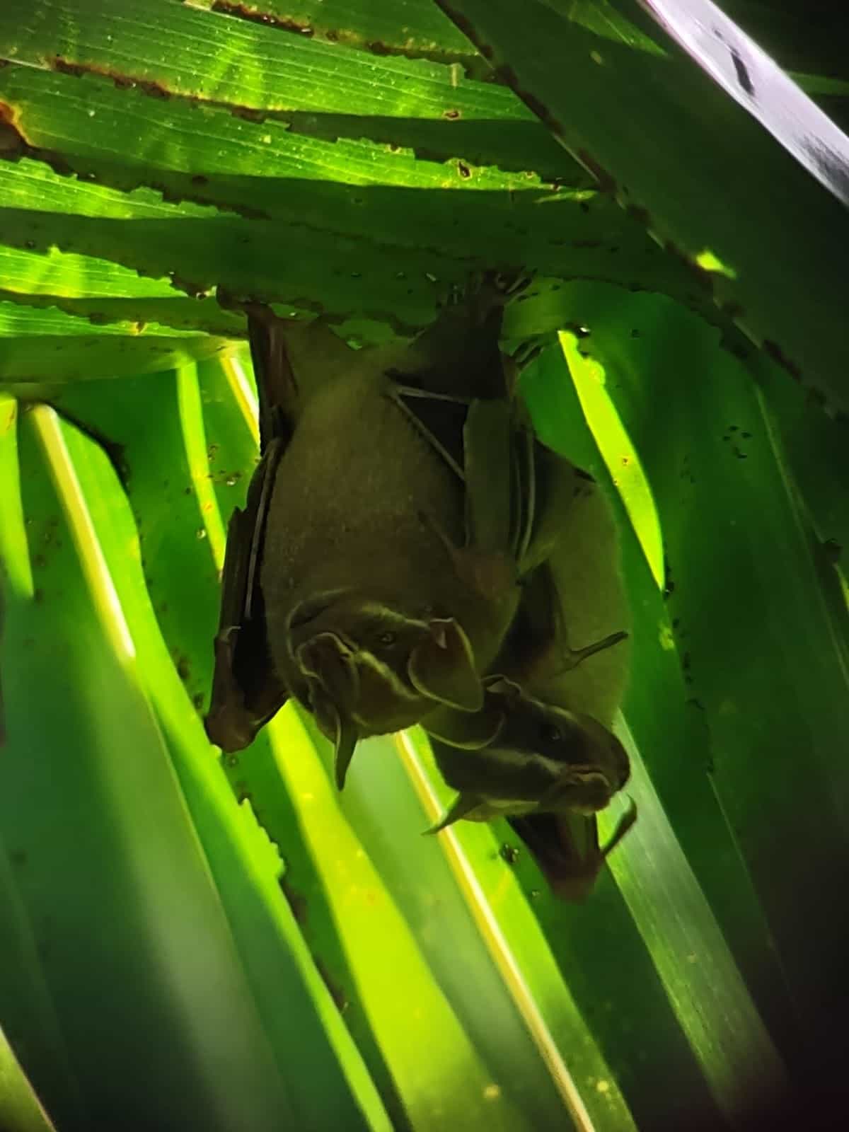 Two Bats Hanging Upside Down on a Branch Surrounded by Leaves