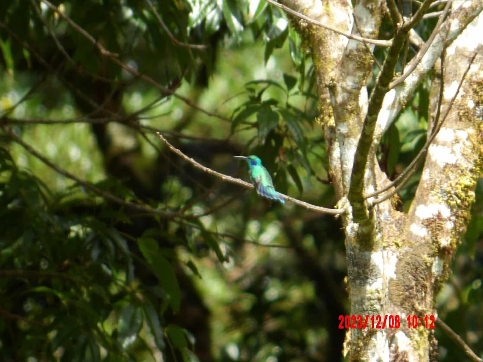 Hummingbird in a Tree That We Saw During Our Day Tour of Monteverde Hummingbird in a Tree That We Saw During Our Day Tour of Monteverde