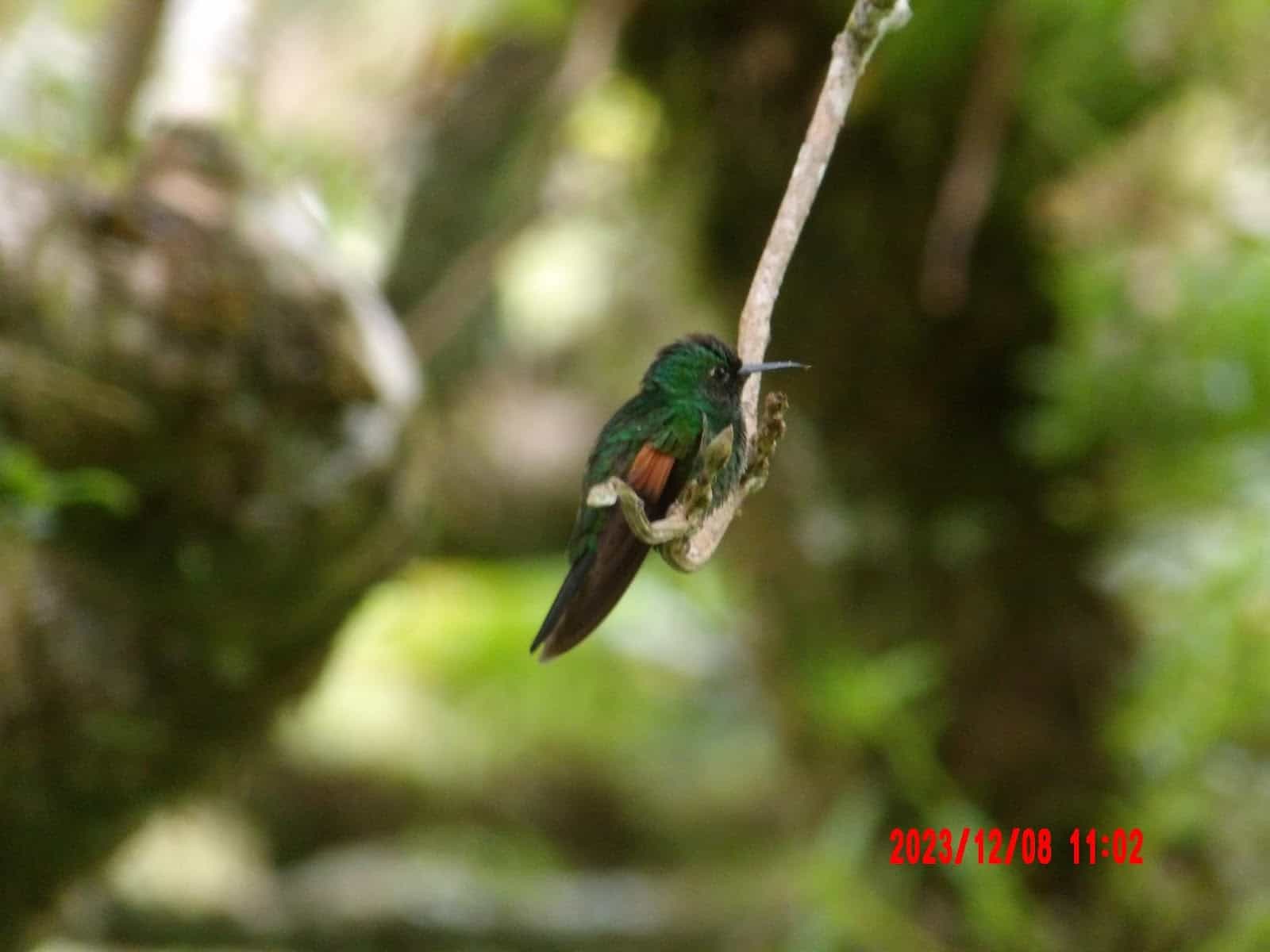Small Bird in a Tree That We Saw During Our Day Tour of Monteverde Small Bird in a Tree That We Saw During Our Day Tour of Monteverde