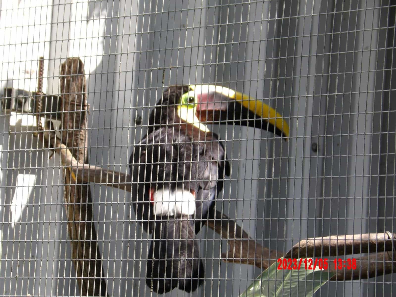 a Bird at the Toucan Rescue Ranch Sanctuary a Bird at the Toucan Rescue Ranch Sanctuary