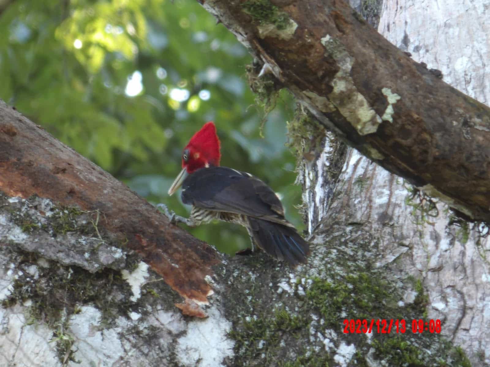A Bird With a Red Head Sitting in a Tree