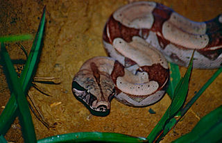 Boa Constrictor on the Ground With Leaves Around It. Boa Constrictor on the Ground With Leaves Around It.