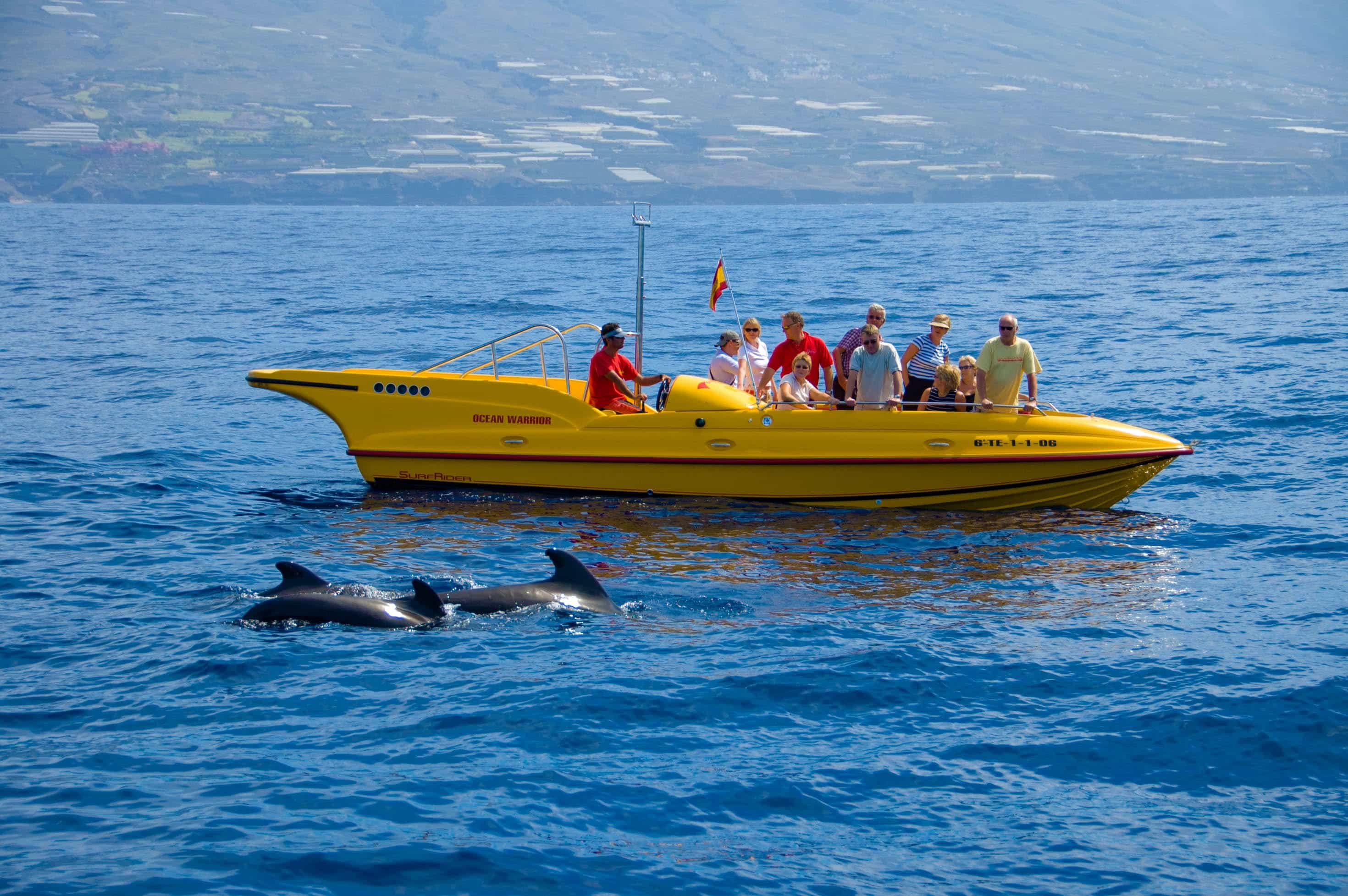 People on a Boat Seeing Whales or Dolphins People on a Boat Seeing Whales or Dolphins