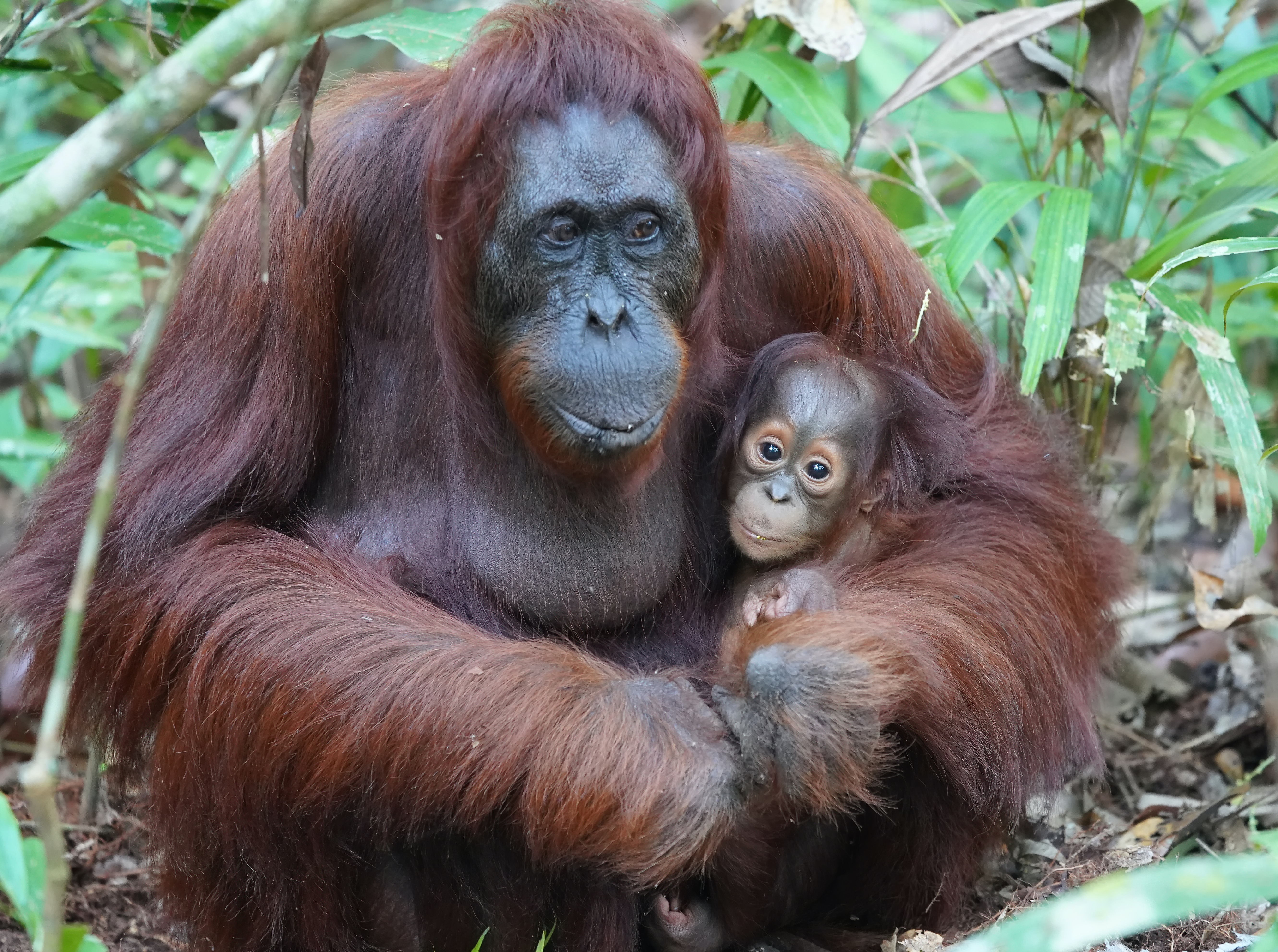 Large Orangutan Holding a Baby Orangutan Large Orangutan Holding a Baby Orangutan