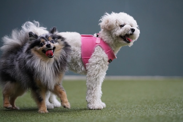 Dogs Playing in an Indoor Dog Park
