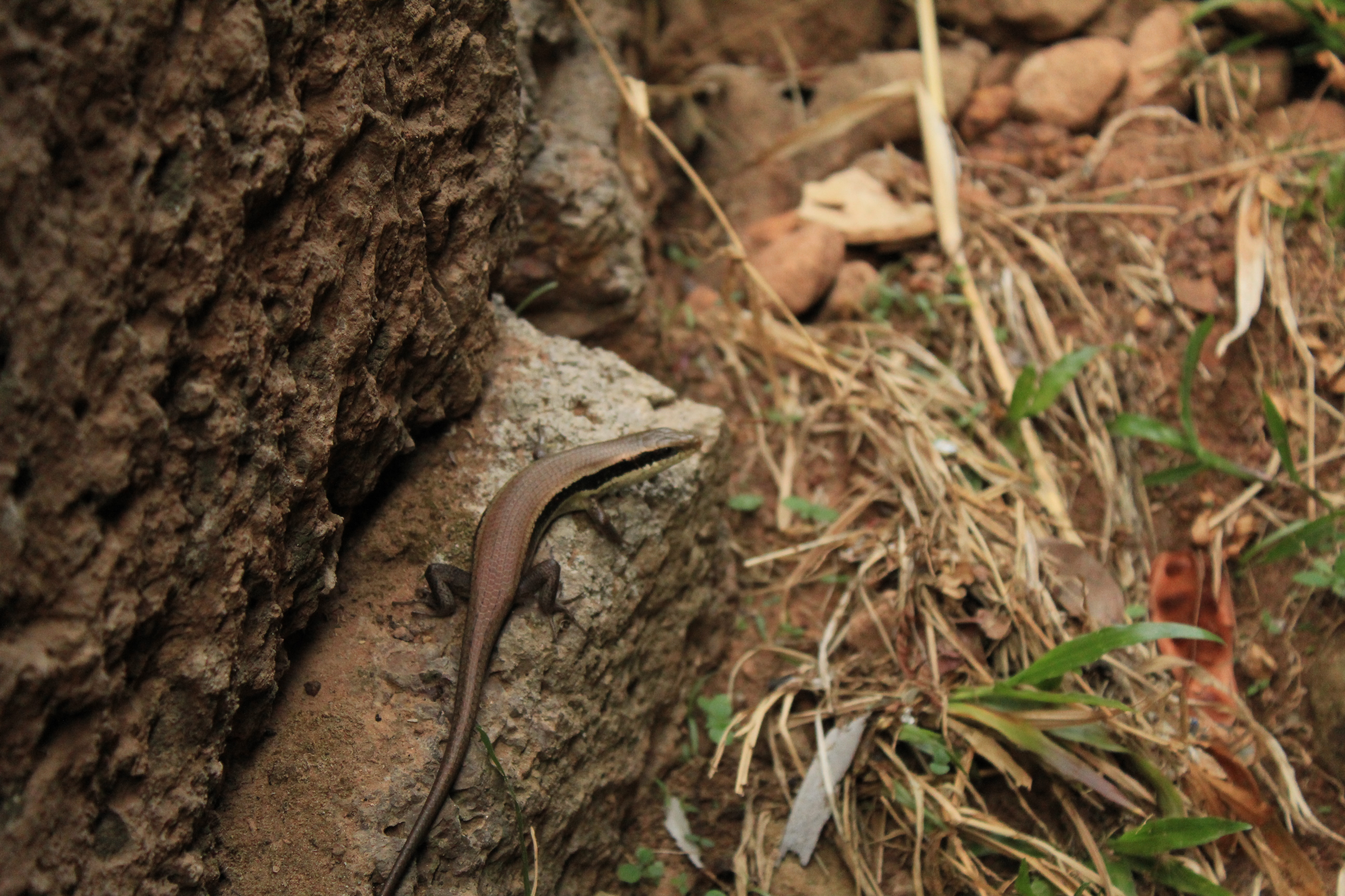 Skink on a Log Skink on a Log
