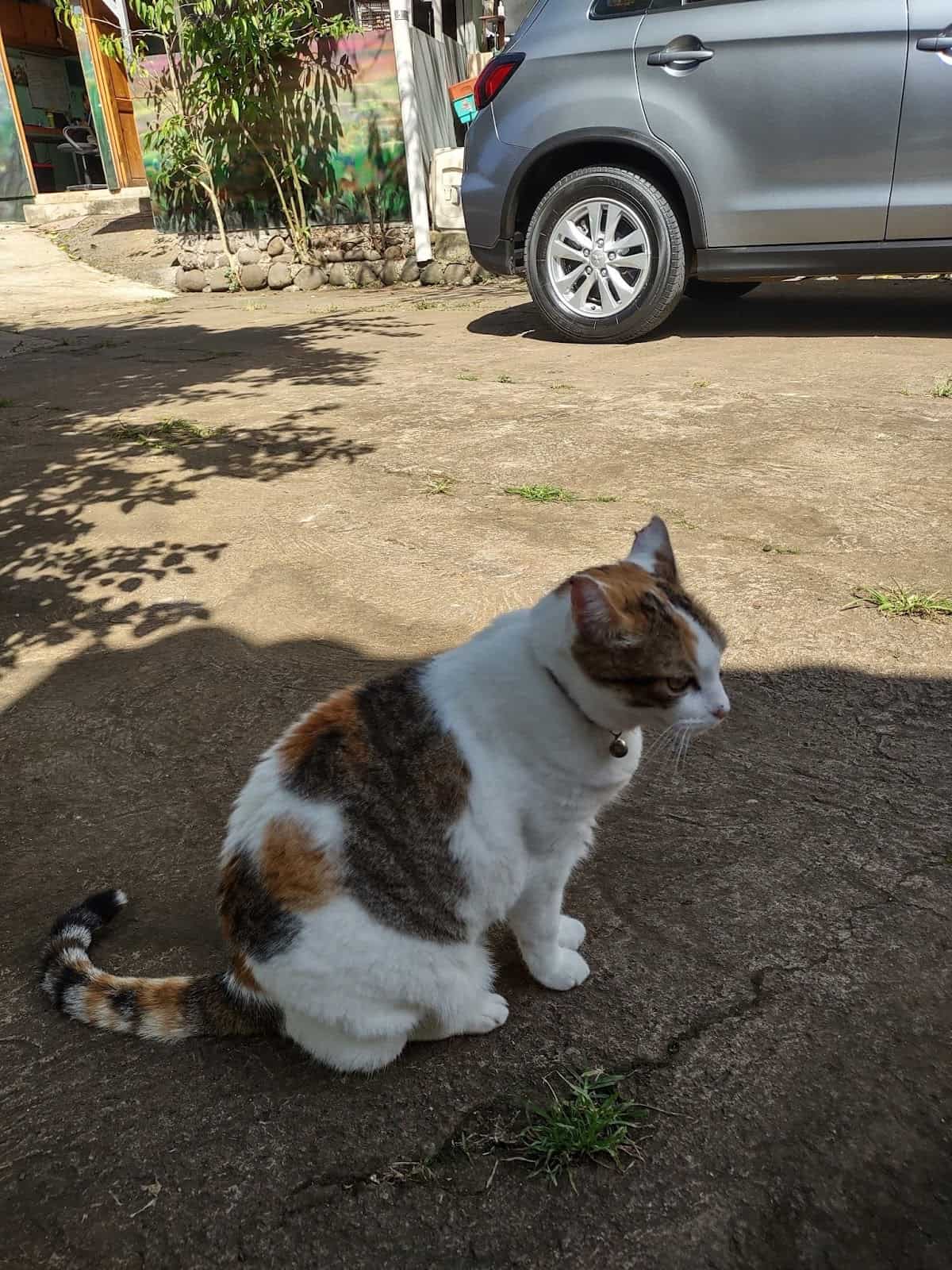 A House Cat at the Toucan Rescue Ranch Sanctuary A House Cat at the Toucan Rescue Ranch Sanctuary