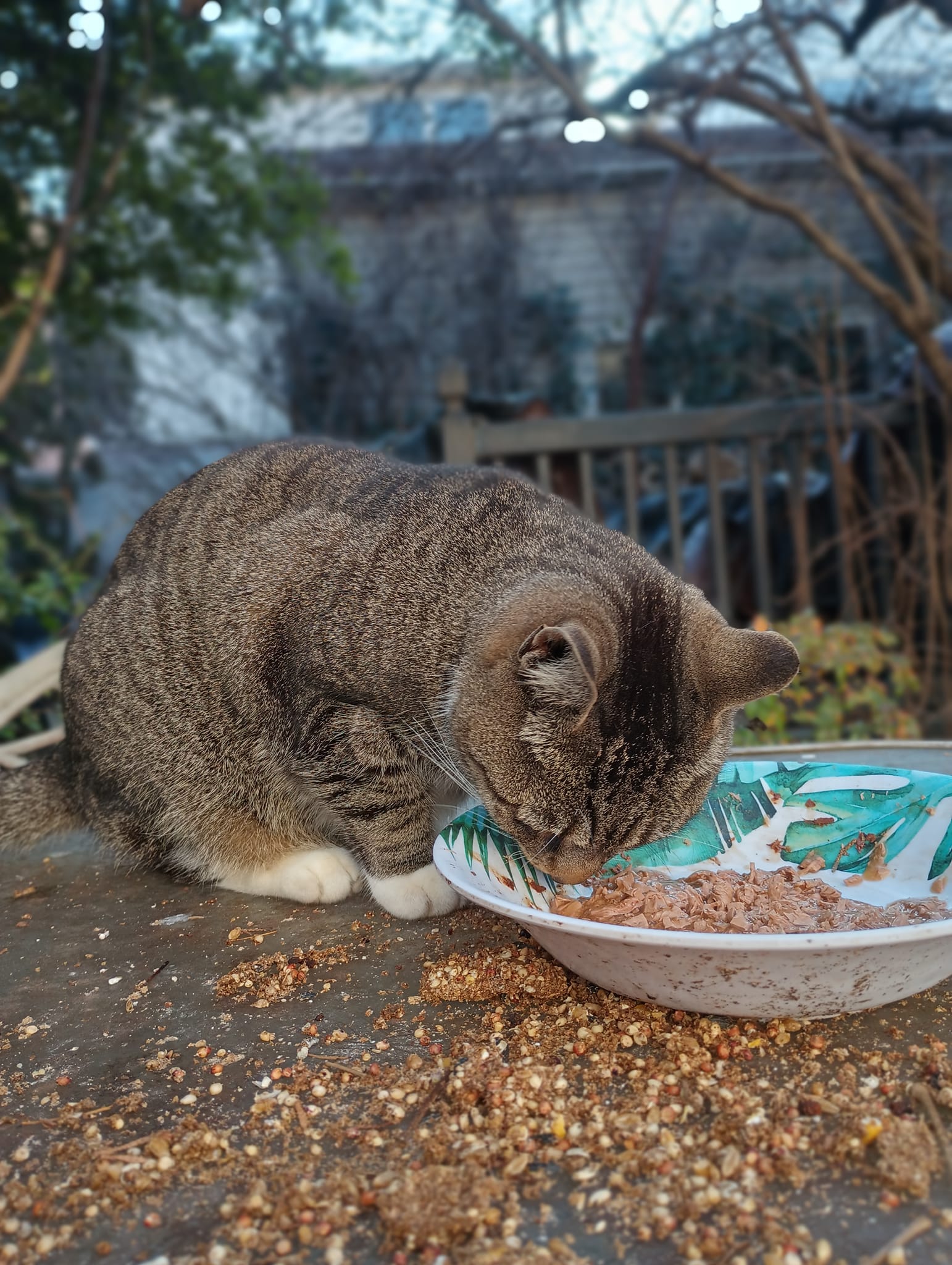 Cat Eating From a Dish Outdoors