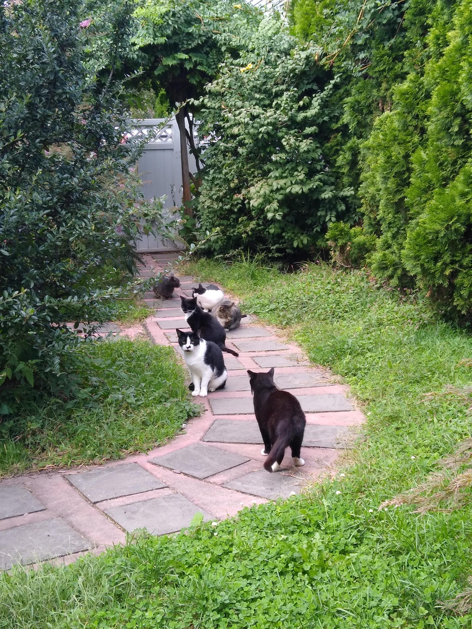 Six Cats on a Walkway