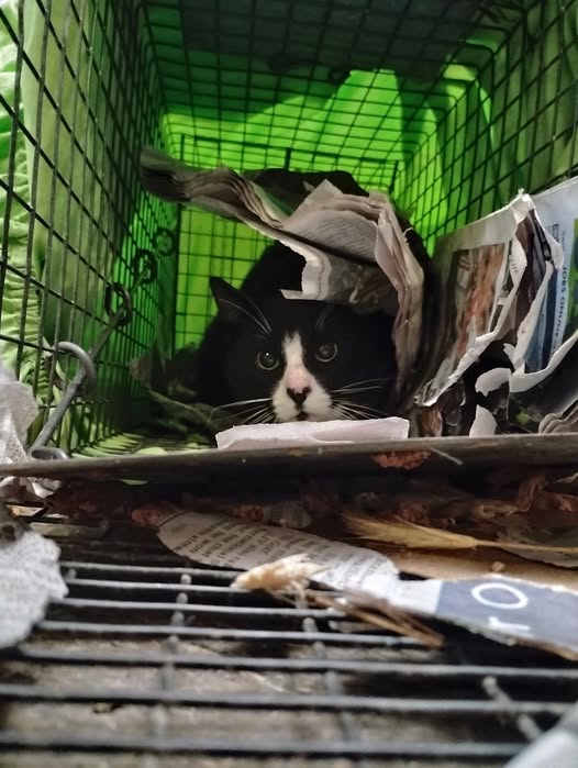 A Black and White Cat in a Trap