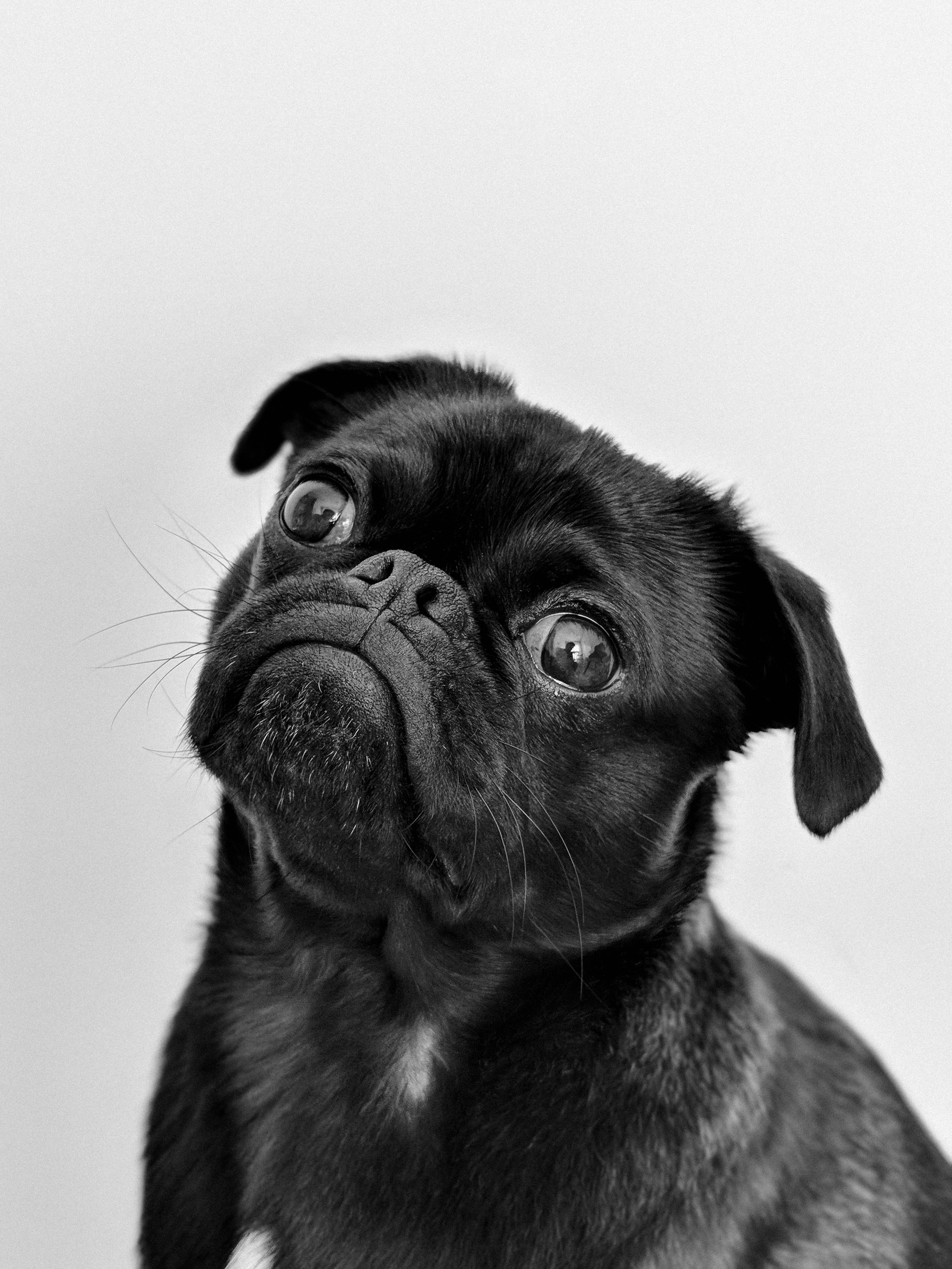Dog Looking Confused as if He's Demanding That You Do Estate Planning for Your Pets Dog Looking Confused as if He's Demanding That You Do Estate Planning for Your Pets