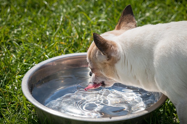 Chihuahua Drinking Water From a Bowl Chihuahua Drinking Water From a Bowl