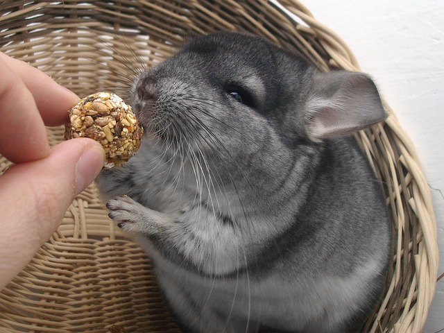 Person Giving a Chinchilla a Treat Person Giving a Chinchilla a Treat