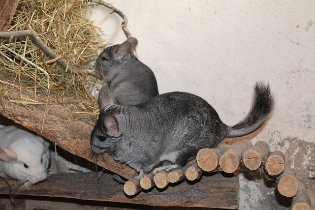 Three Chinchillas Playing  on a Wooden Hidy With Hay All Around Three Chinchillas Playing  on a Wooden Hidy With Hay All Around