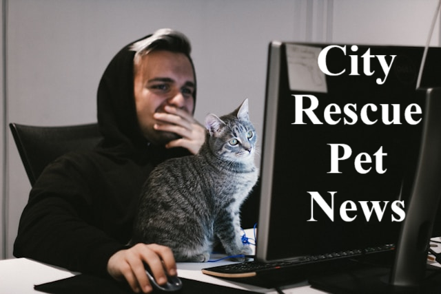 Man and cat looking at a computer