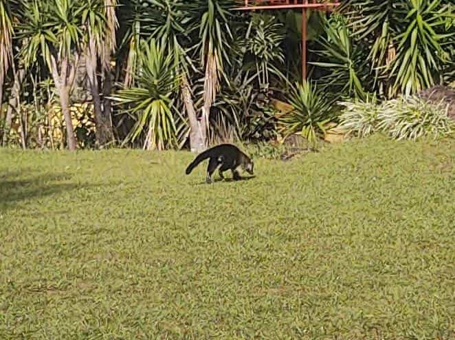 The View From the Cafe of a Coati Walking Around on the Grounds With Palm Trees