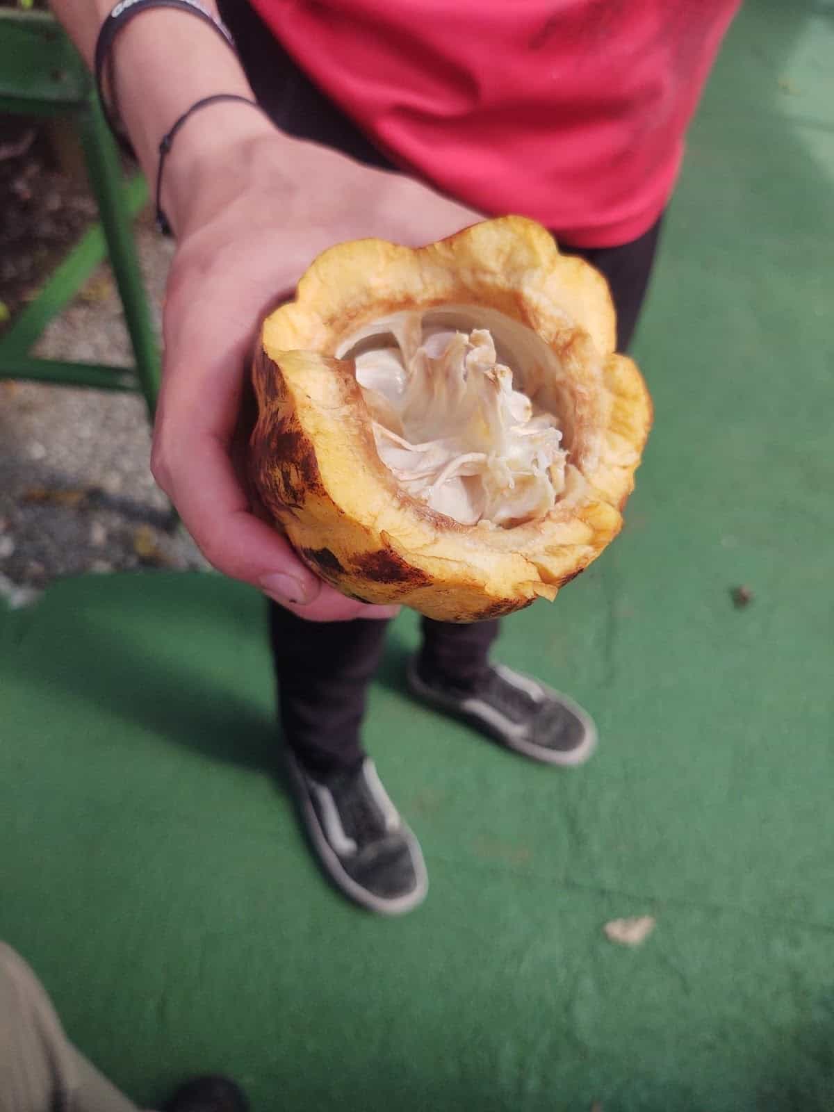 Cocoa Pod cut in half to reveal the seeds inside Cocoa Pod cut in half to reveal the seeds inside