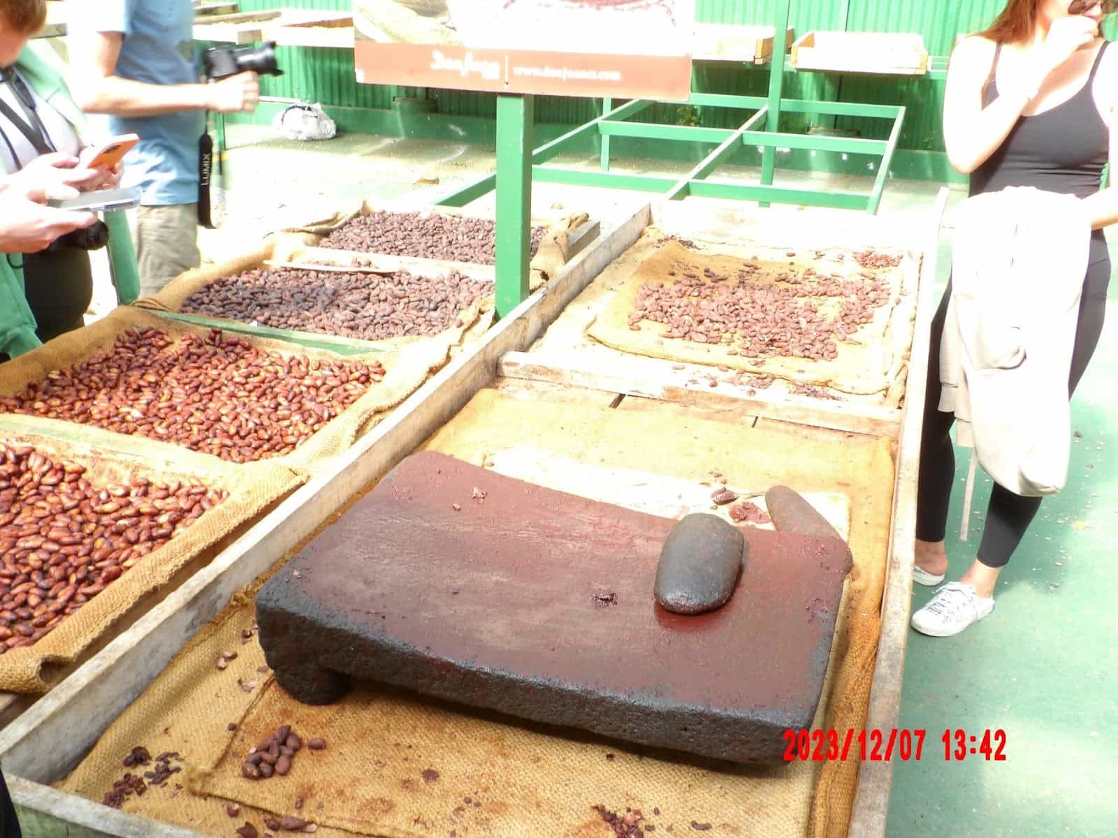 Cocoa Beans Drying With a Masher to Grind Them That We Saw During Our Tour of Monteverde Cocoa Beans Drying With a Masher to Grind Them That We Saw During Our Tour of Monteverde