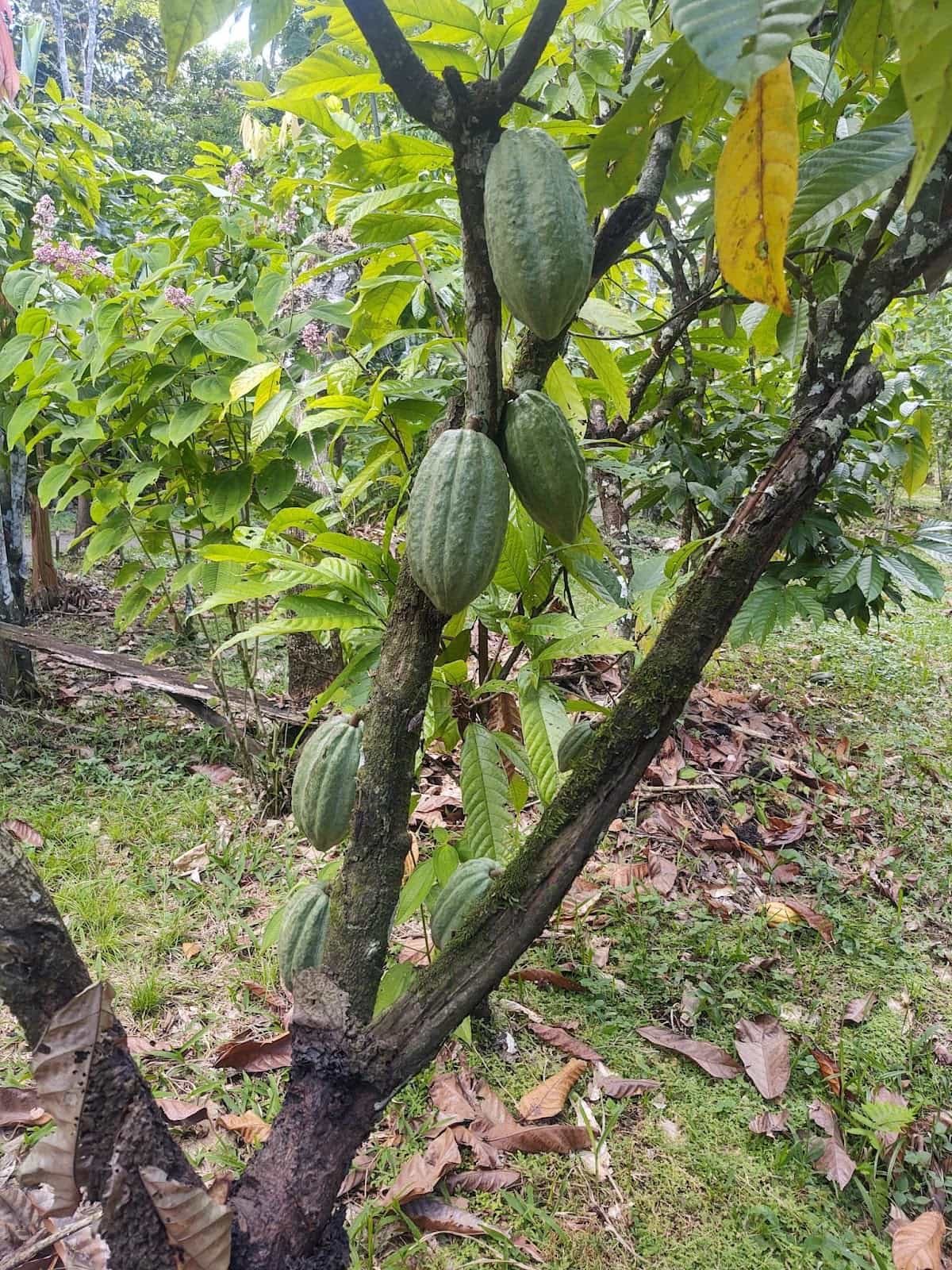 Cocoa Tree with Several Cocoa Pods Hanging From it in Finca Kobo Cocoa Tree with Several Cocoa Pods Hanging From it in Finca Kobo