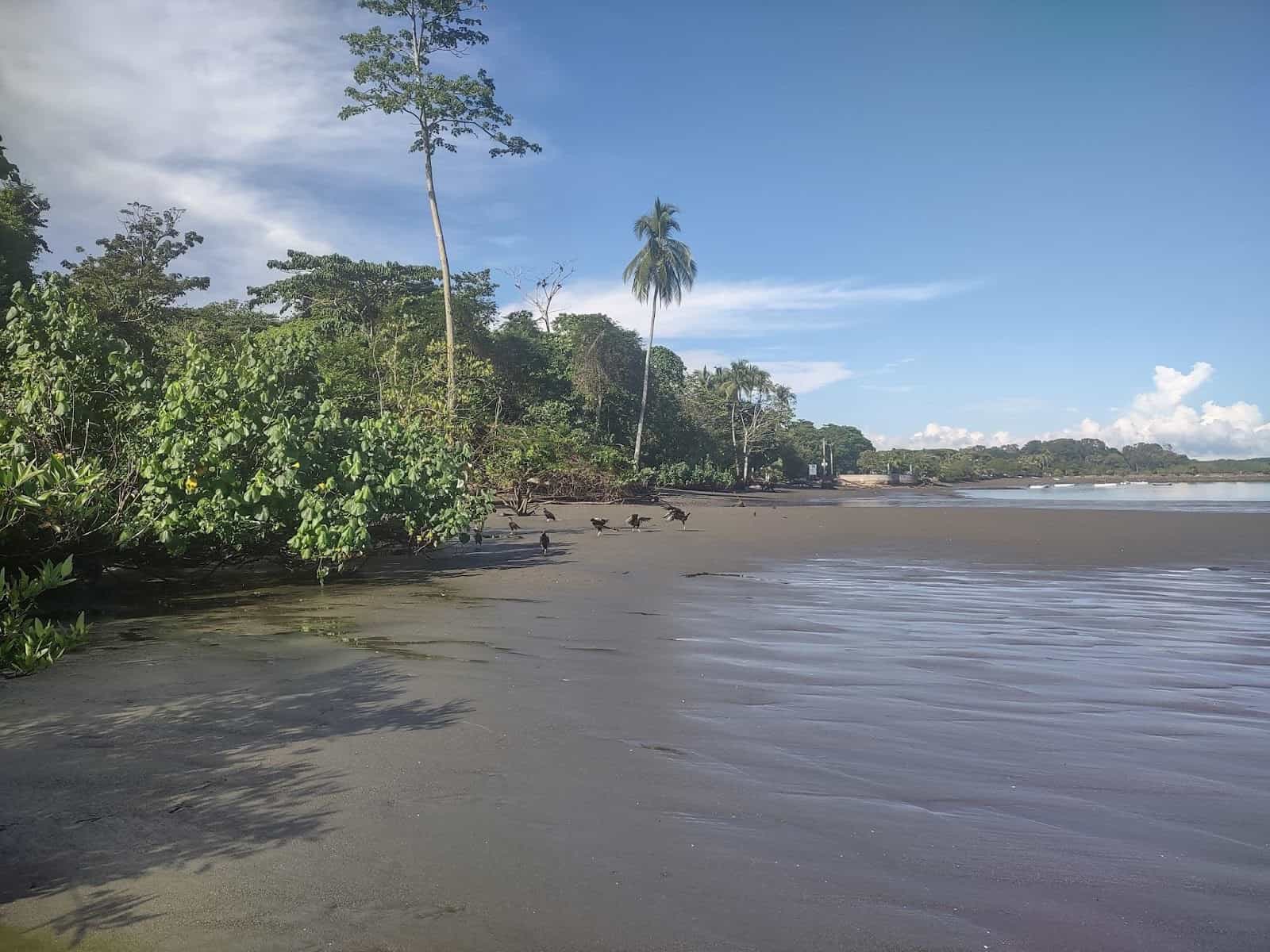 Several Birds on the Shore at the Beach Near the Corcovado Beach Lodge in the Puerto Jimenez Area Several Birds on the Shore at the Beach Near the Corcovado Beach Lodge in the Puerto Jimenez Area