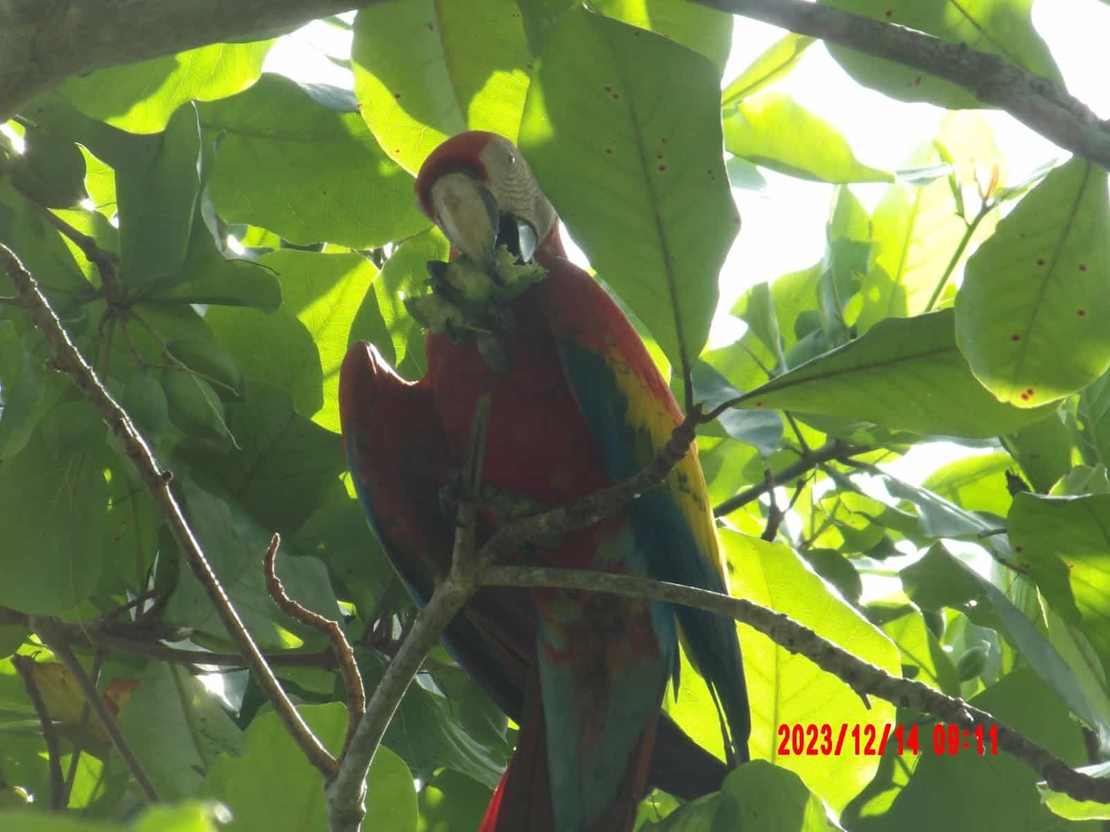 A Macaw That We Could See While Eating Breakfast at Corcovado Beach Lodge A Macaw That We Could See While Eating Breakfast at Corcovado Beach Lodge
