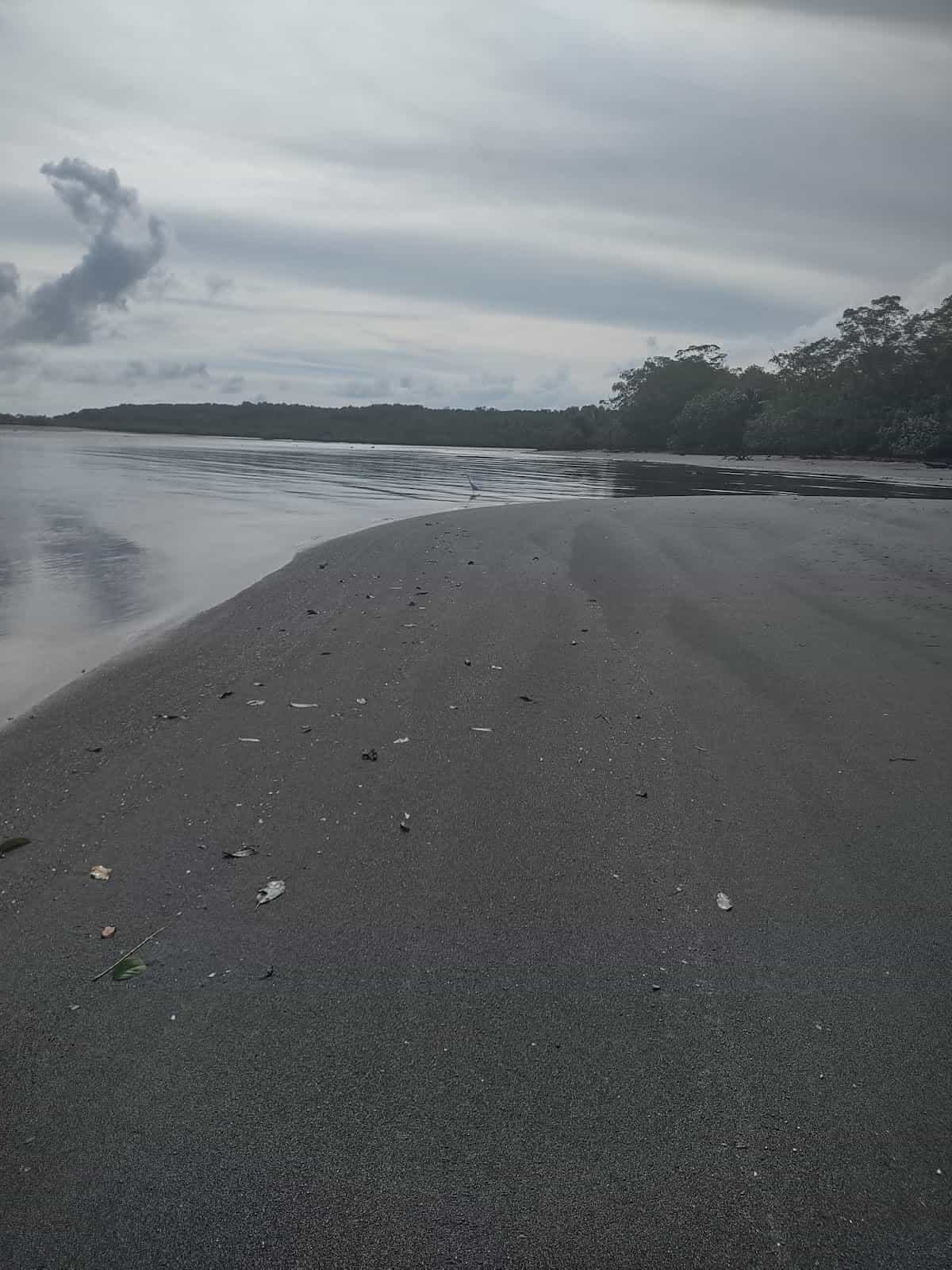 One Bird Standing in the Water at the Beach Near the Corcovado Beach Lodge in the Puerto Jimenez Area One Bird Standing in the Water at the Beach Near the Corcovado Beach Lodge in the Puerto Jimenez Area