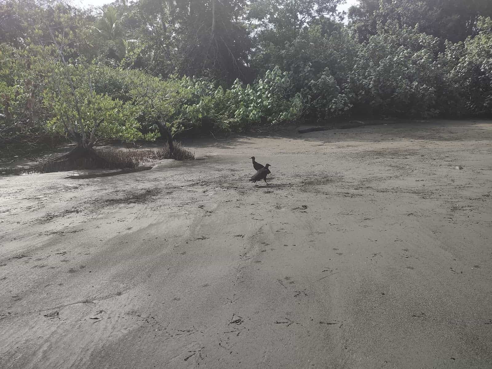 Two Black Birds on the Beach With Trees in the Background Near the Corcovado Beach Lodge in the Puerto Jimenez Area Two Black Birds on the Beach With Trees in the Background Near the Corcovado Beach Lodge in the Puerto Jimenez Area