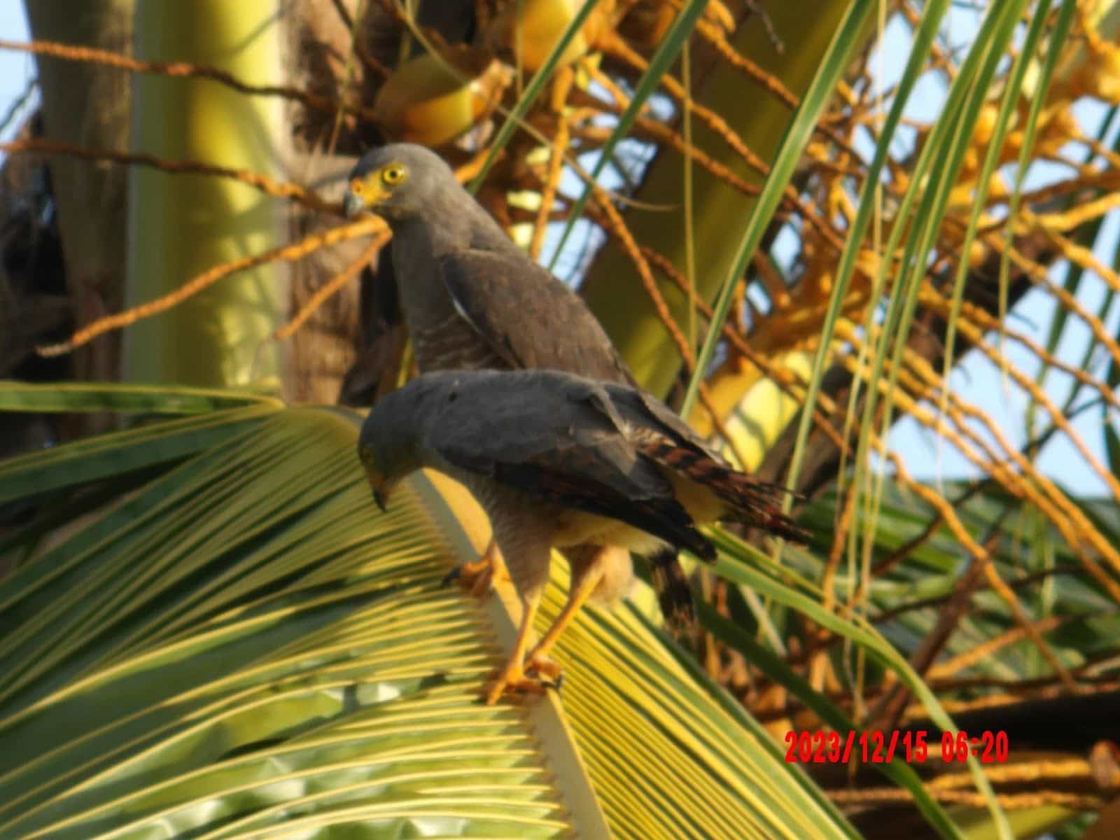 Birds on Palm Leaves That We Saw From Our Breakfast Nook at Corcovado Beach Lodge Birds on Palm Leaves That We Saw From Our Breakfast Nook at Corcovado Beach Lodge