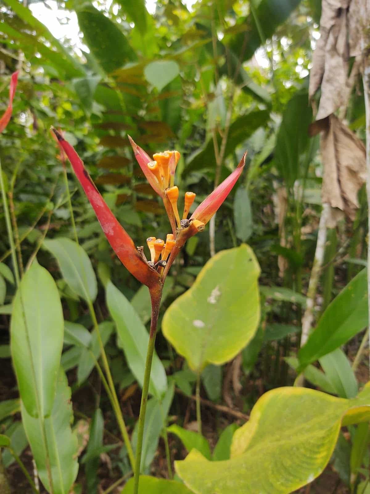 Bird in Paradise Plant in Finca Kobo Bird in Paradise Plant in Finca Kobo