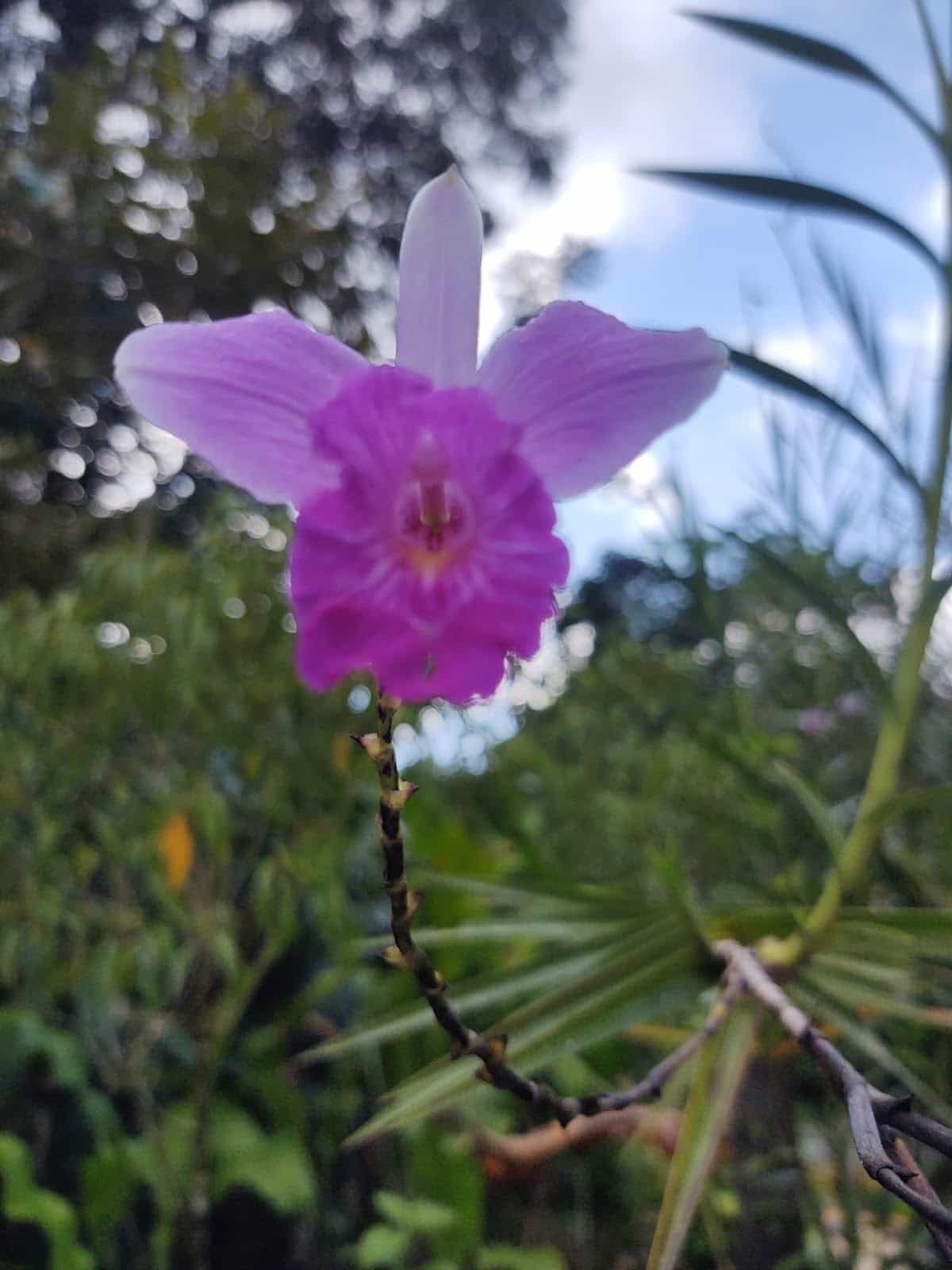 Close Up of a Purple Flower in Finca Kobo Close Up of a Purple Flower in Finca Kobo
