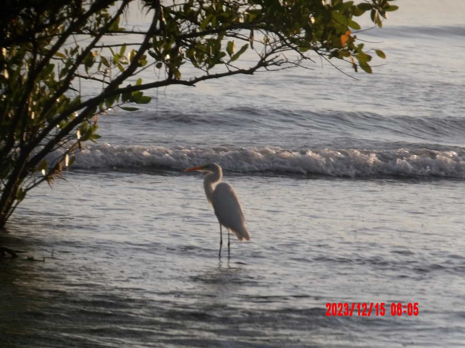 A White Bird Standing in the Water at the Beach Near the  Corcovado Beach Lodge in the Puerto Jimenez Area A White Bird Standing in the Water at the Beach Near the  Corcovado Beach Lodge in the Puerto Jimenez Area