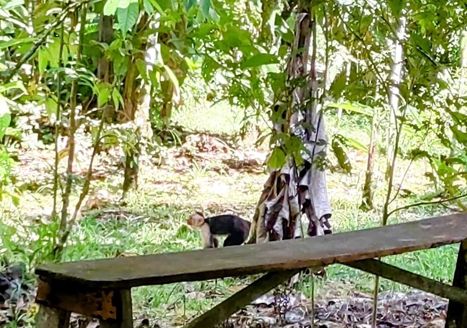 A Monkey on the Ground Among Trees Behind a Wooden Bench in Finca Kobo A Monkey on the Ground Among Trees Behind a Wooden Bench in Finca Kobo