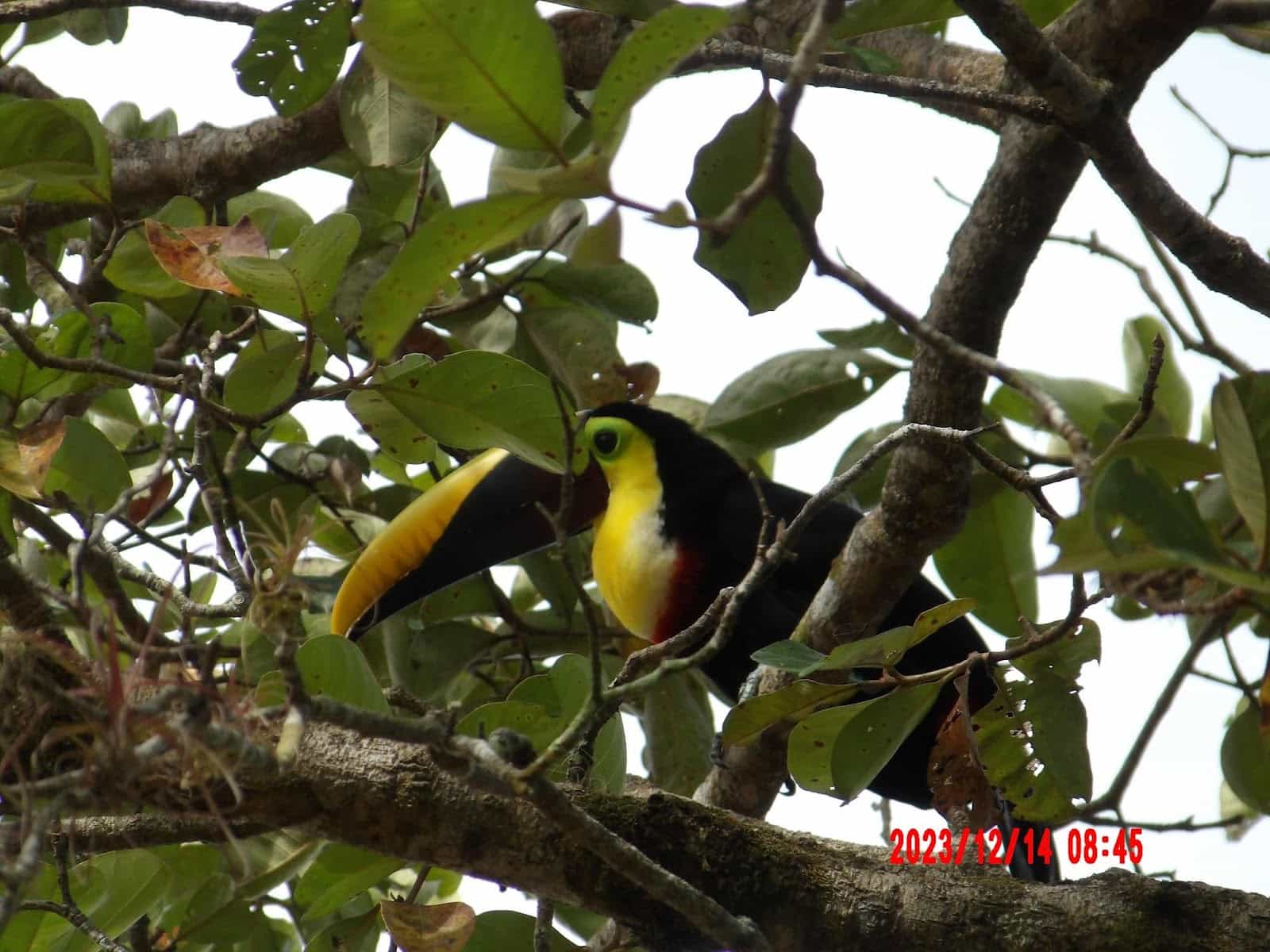 A Toucan in the Trees by Corcovado Beach Lodge A Toucan in the Trees by Corcovado Beach Lodge