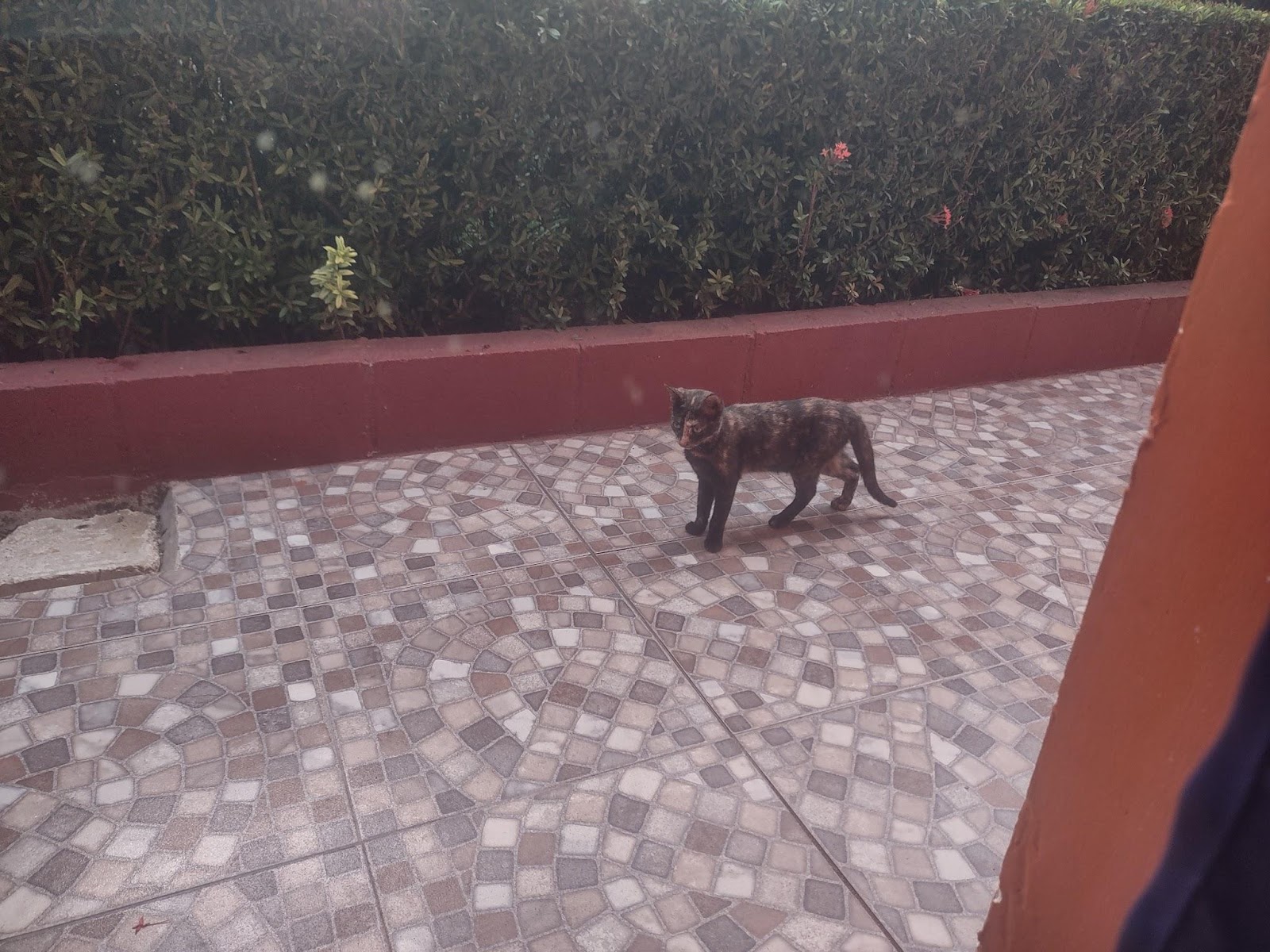 Another Cat Outside of My Room in the Hotel in Esterillos Oeste