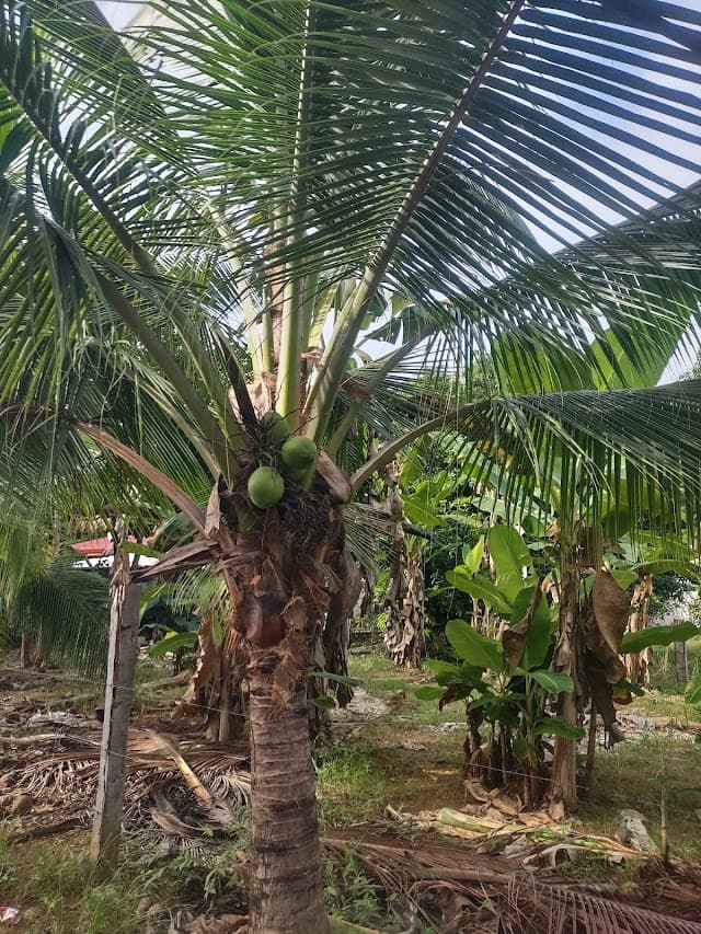 A Lush Image of a Coconut Tree in Costa Rica A Lush Image of a Coconut Tree in Costa Rica