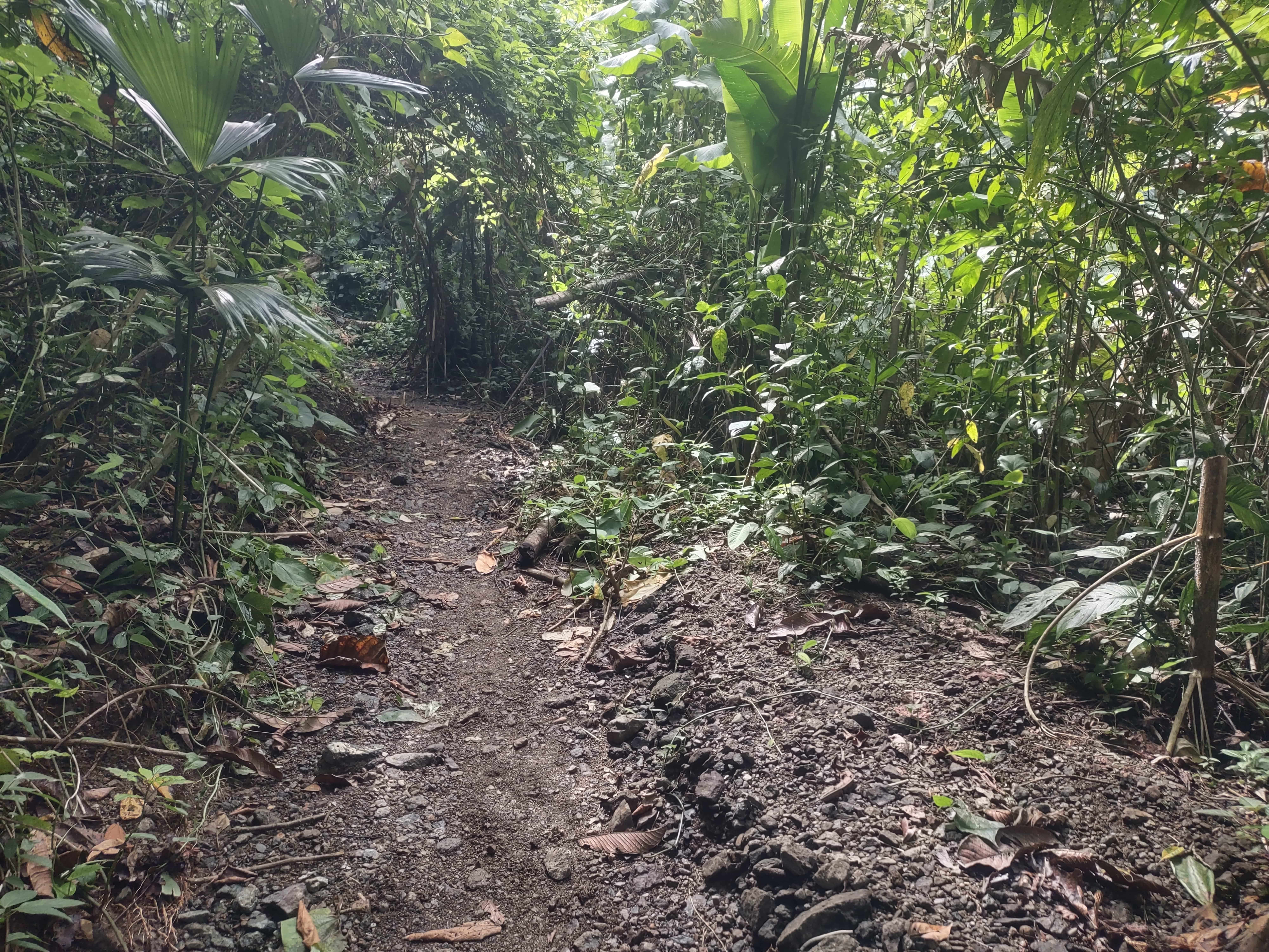 A Lush Costa Rican Forest A Lush Costa Rican Forest